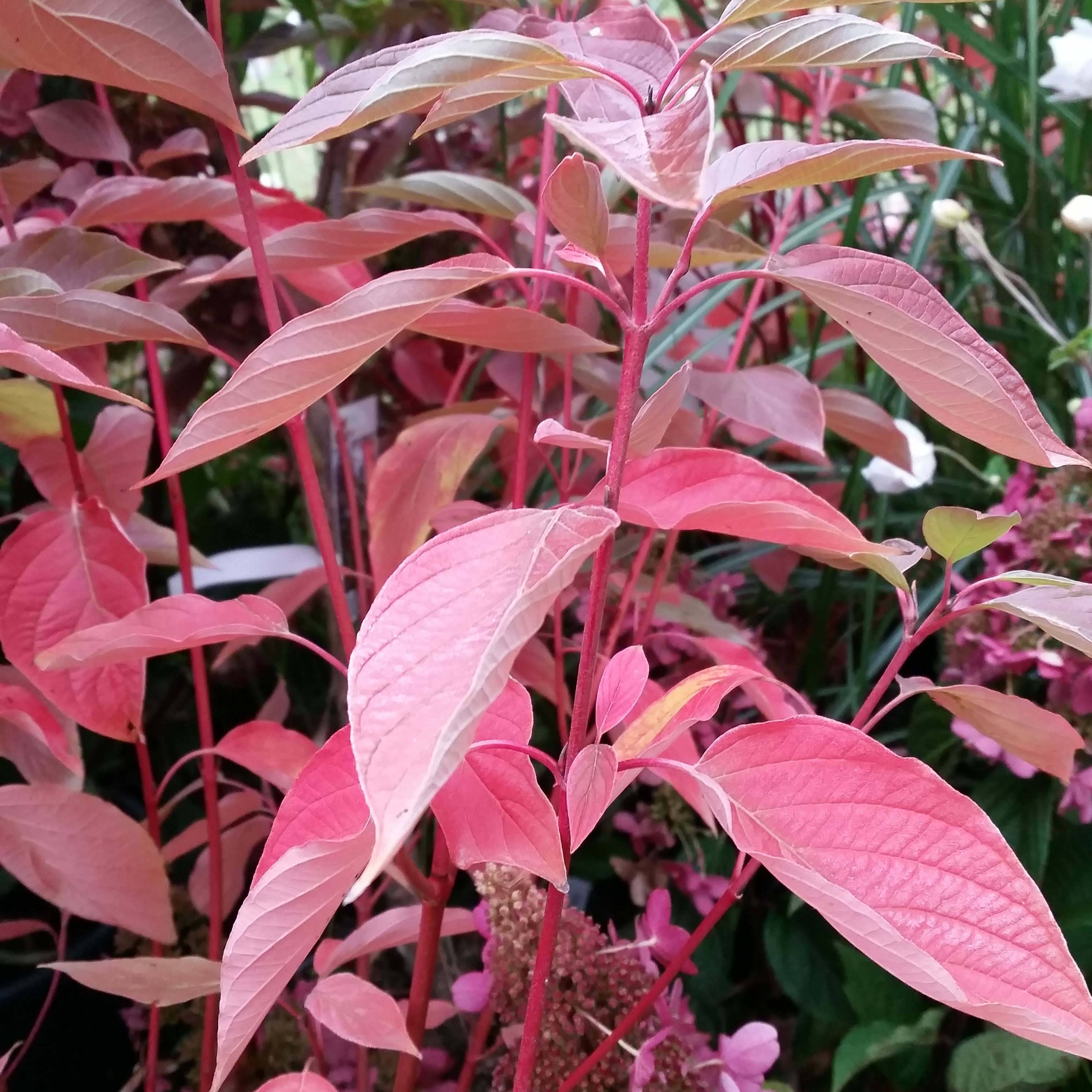 Cornus sericea Cardinal - Cornouiller stolonifère Pot de 2L/3L - Image 1