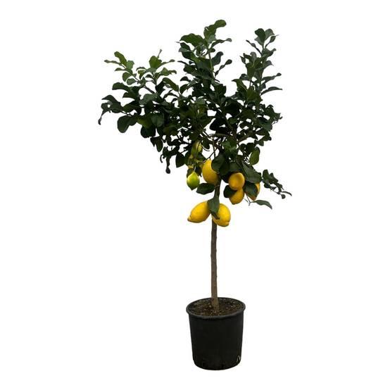 Citronnier 150cm - Plante d'intérieur- La Green Touch - Image 1