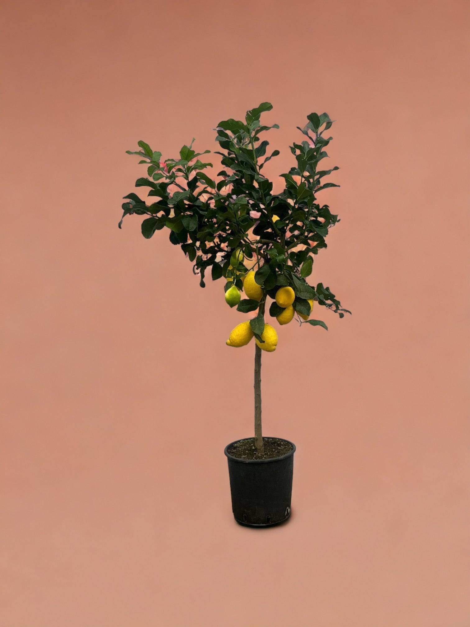 Citronnier 150cm - Plante d'intérieur- La Green Touch - Image 3