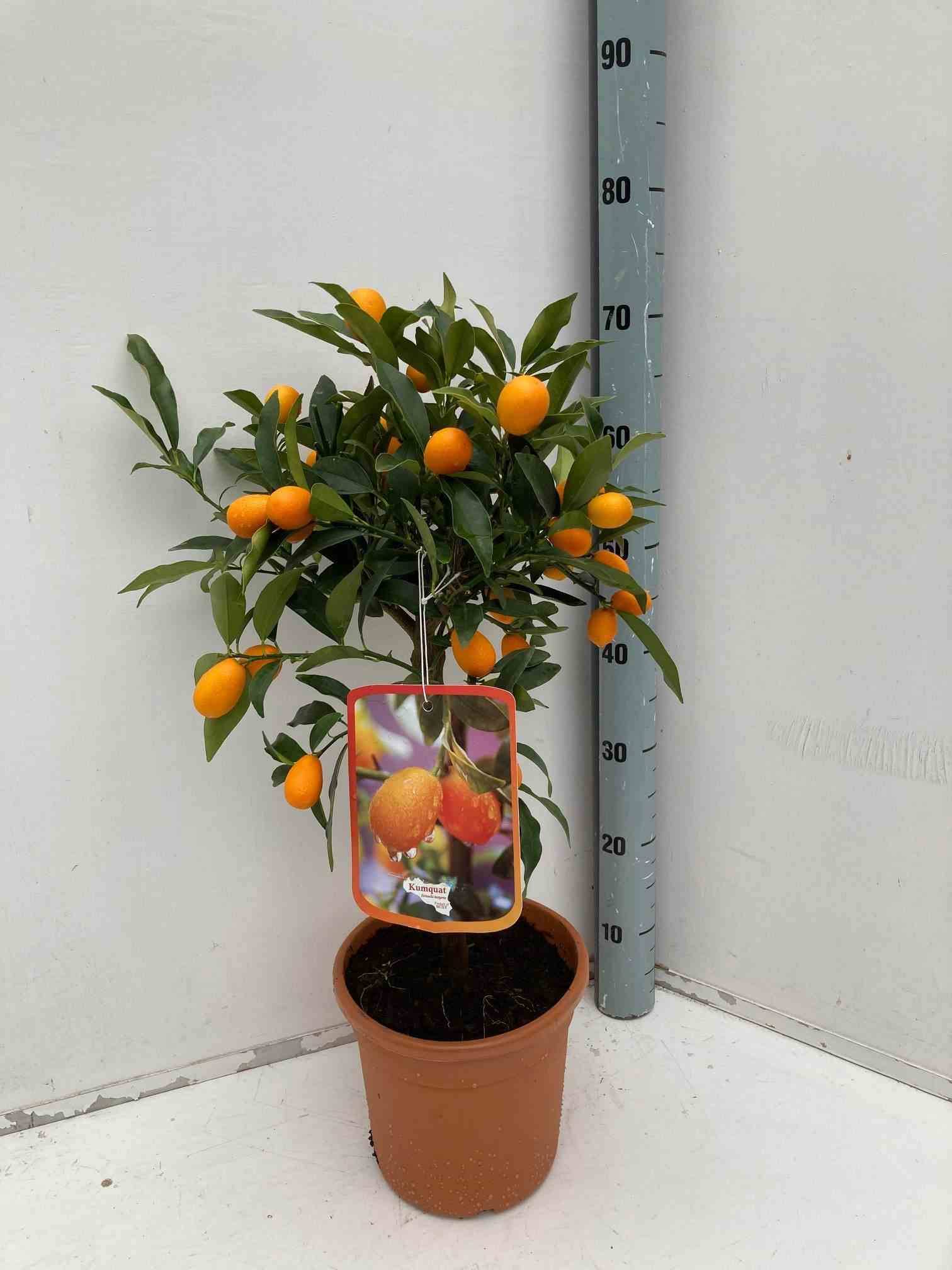 Sans Marque - Citrus Kumquat agrumes (Fortunella margarita) Couleur floraison:Blanc - Taille:Pot de 65L - 125/150cm -18/20 péri - Imagen 1