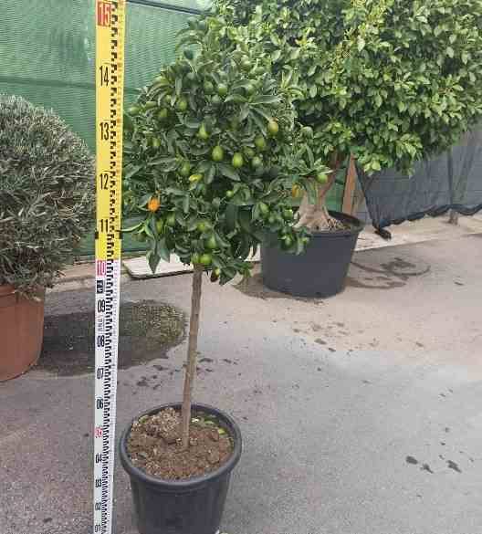 Sans Marque - Citrus Kumquat agrumes (Fortunella margarita) Couleur floraison:Blanc - Taille:Pot de 65L - 125/150cm -18/20 péri - Imagen 5