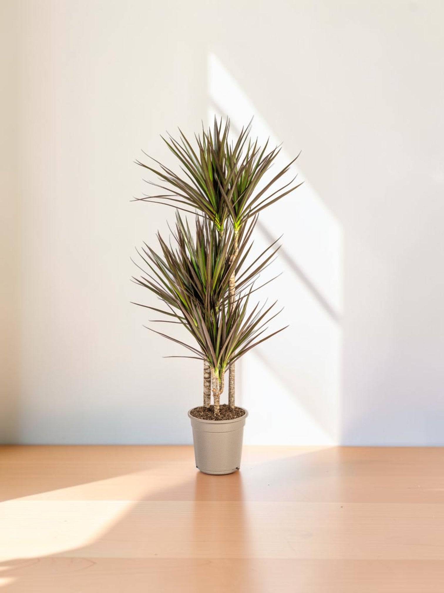 Dracaena Marginata Magenta - D21 H110cm - Jardiland