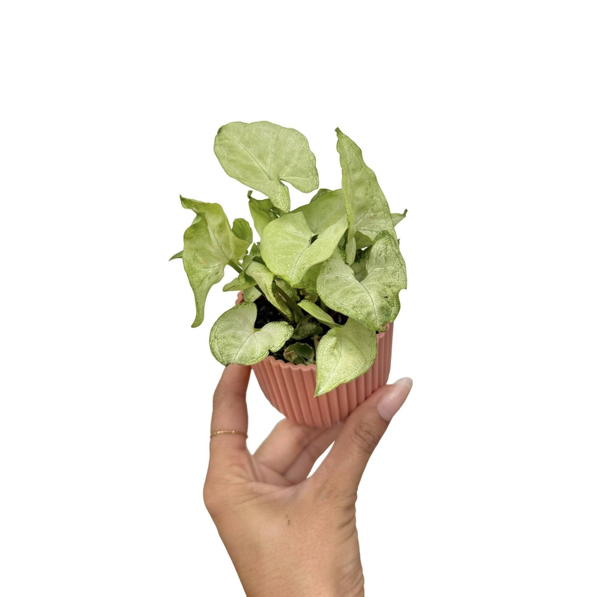 Syngonium 'White Butterfly' - Pot de 6cm - Plantes d'intérieur