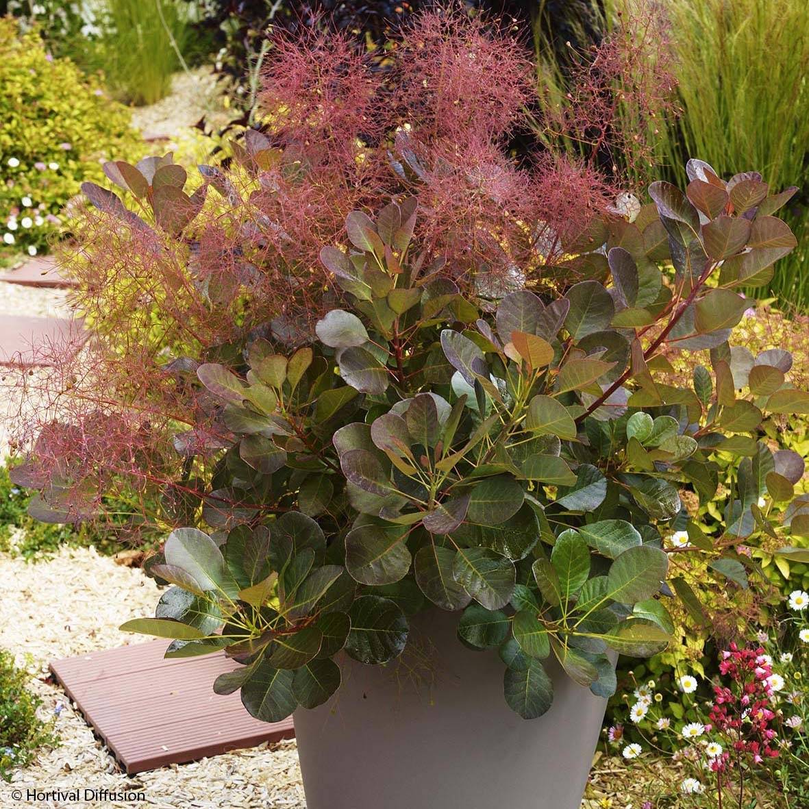 Cotinus coggygria Flamissimo - Arbre à perruque Pot de 3L/4L