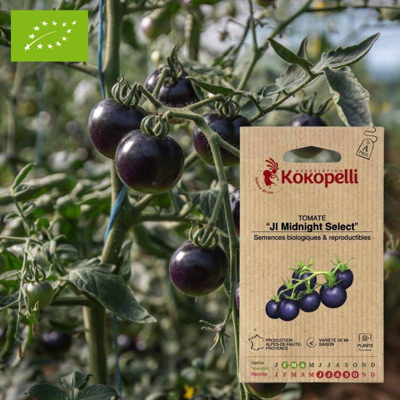 Tomate Jl Midnight Select- Graines bio à semer - Imagen 1