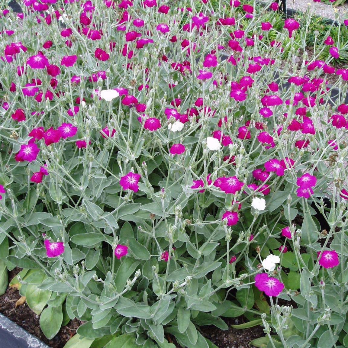 Lychnis coronaria - Coquelourde des Jardins Godet de 8/9 cm