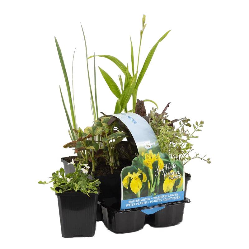 Lot de 6 - Plantes de bassin indigènes - Zones de bassin 1-2-3 - H. 15-25 cm - P. 9 cm - Image 1