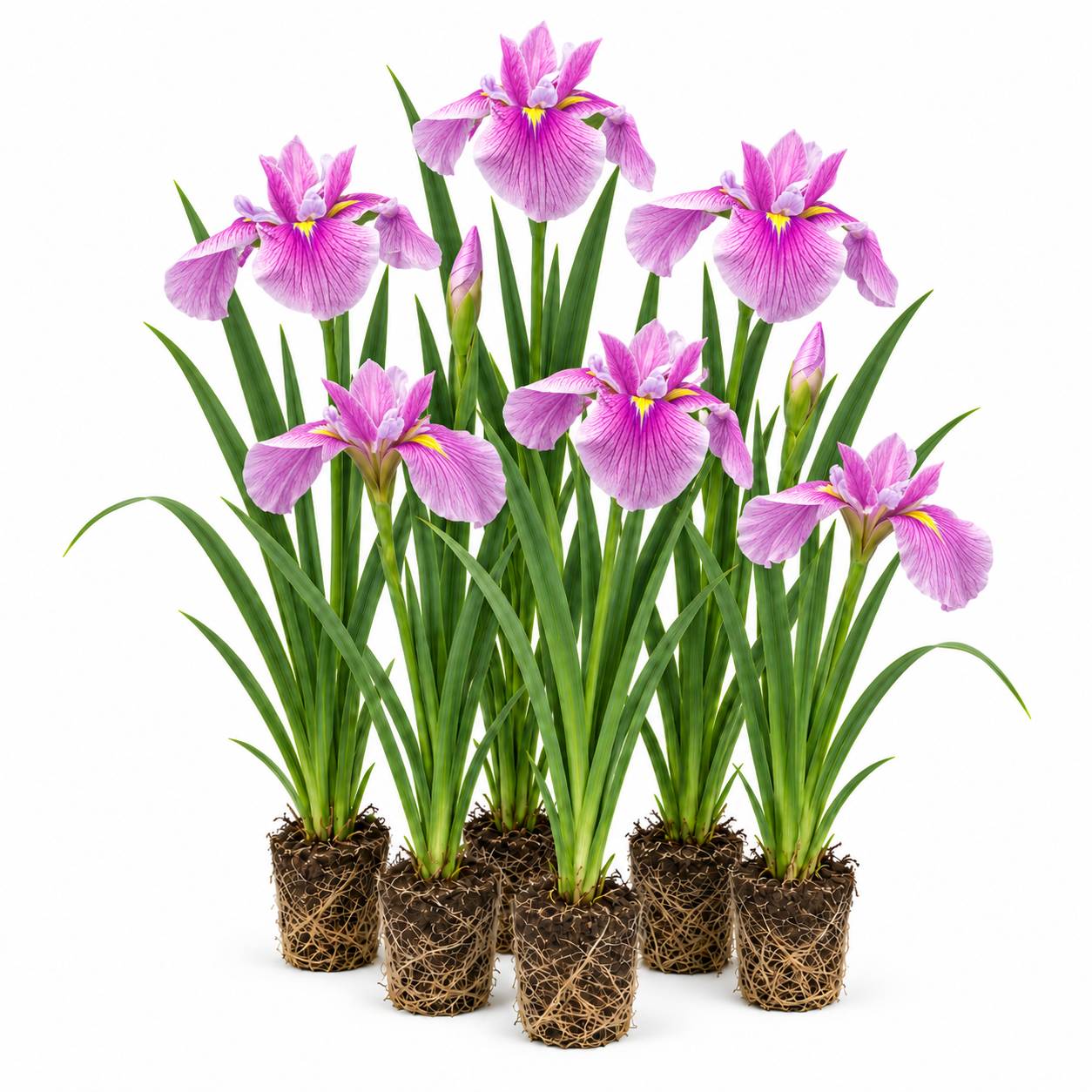 Iris rose - Iris laevigata - 12 plantes