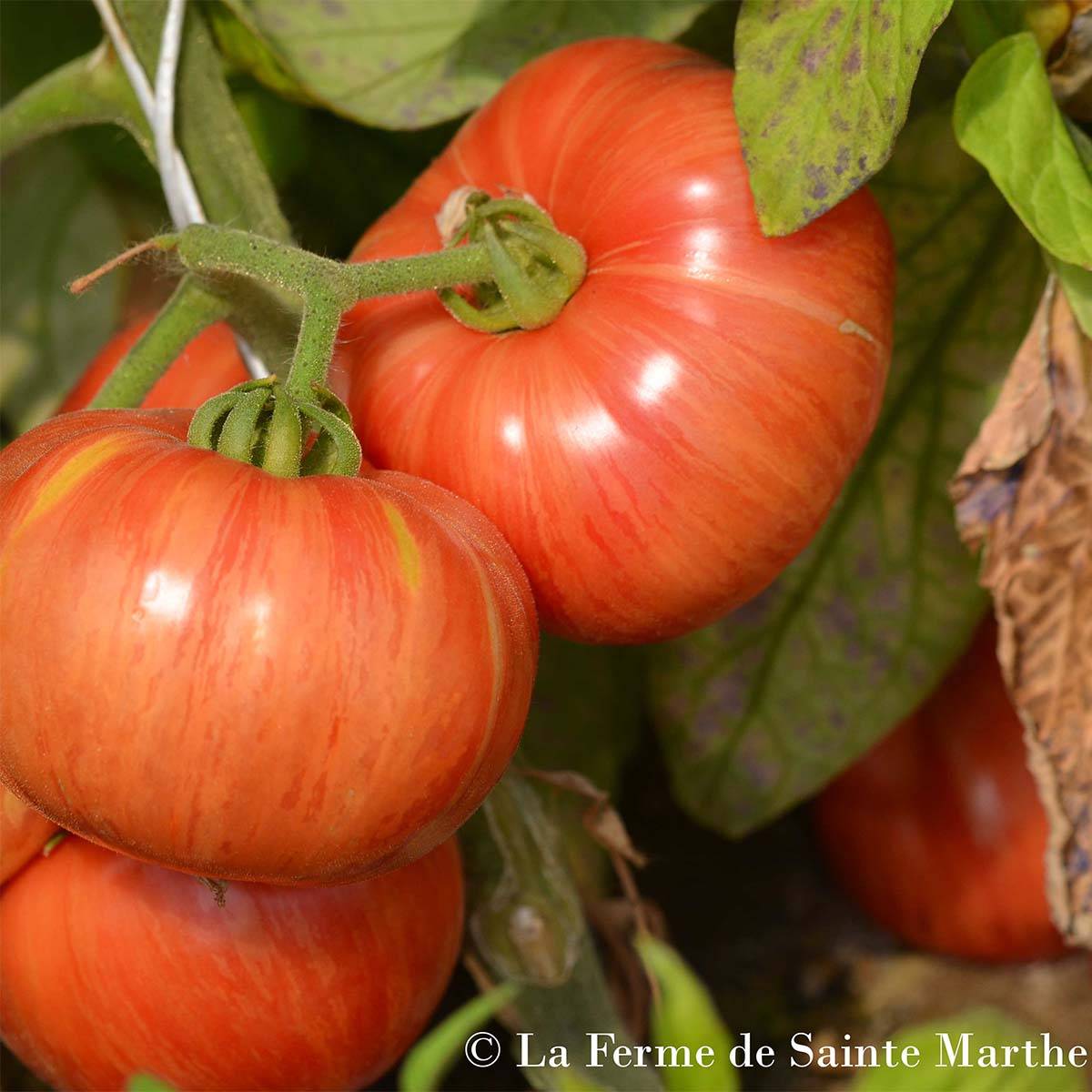 Tomate Vintage Wine Bio - Ferme de Sainte Marthe le sachet de 50 graines environ