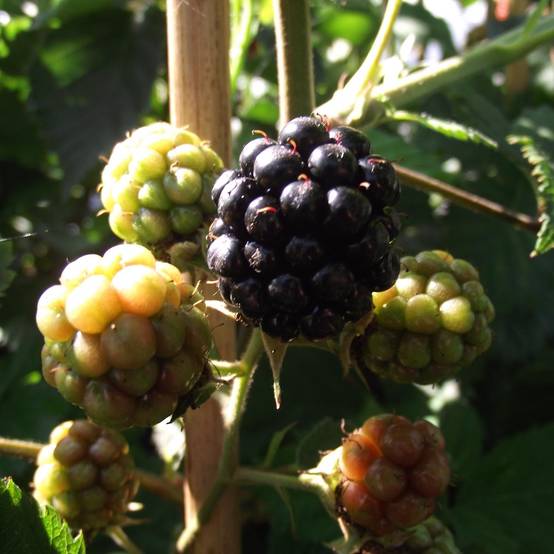 Promesse de Fleurs - Mûre sans épines Thornfree - Rubus fruticosus Pot de 1,5L/2L, Touffe