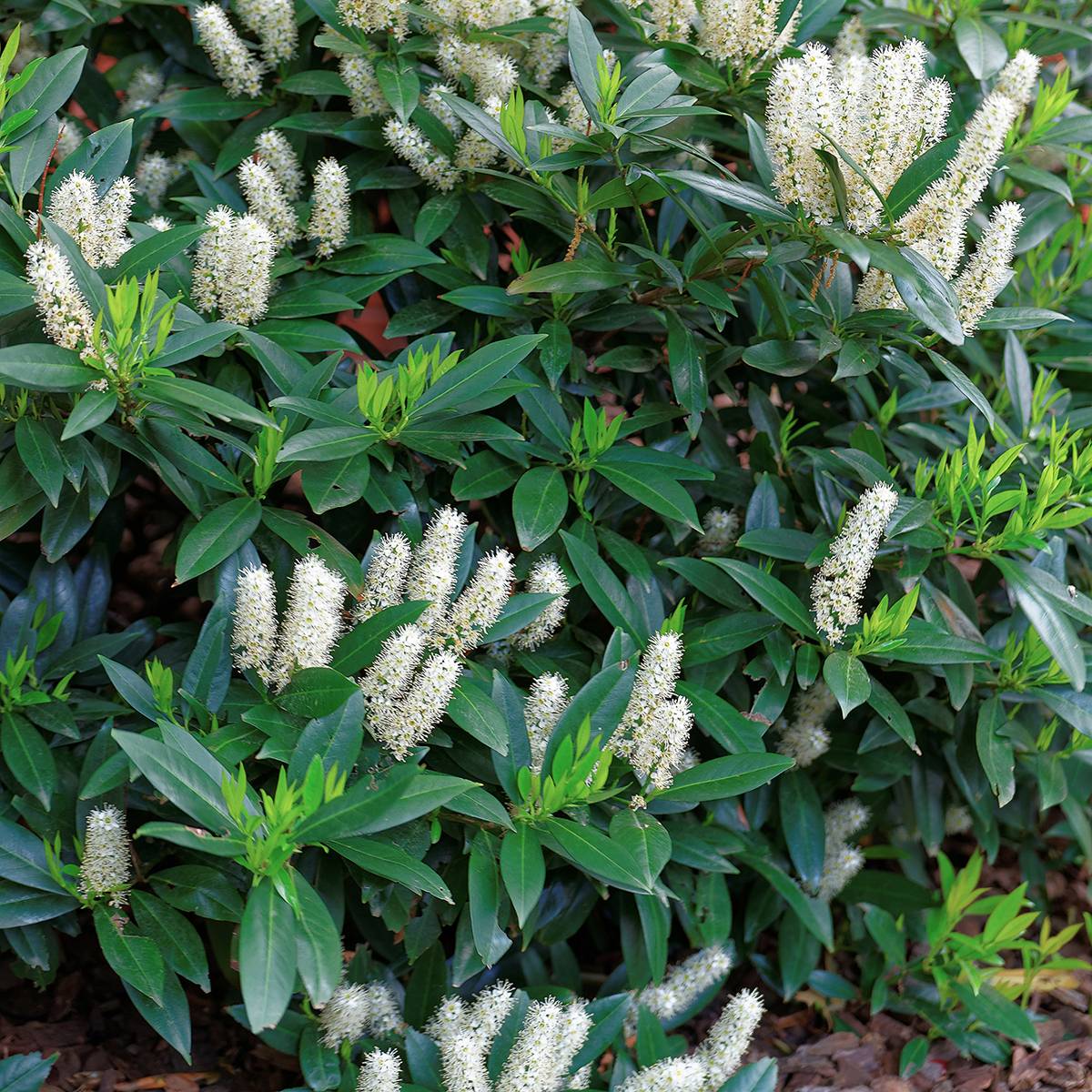 Itea virginica Little Henry - Itéa de Virginie Pot de 3L/4L