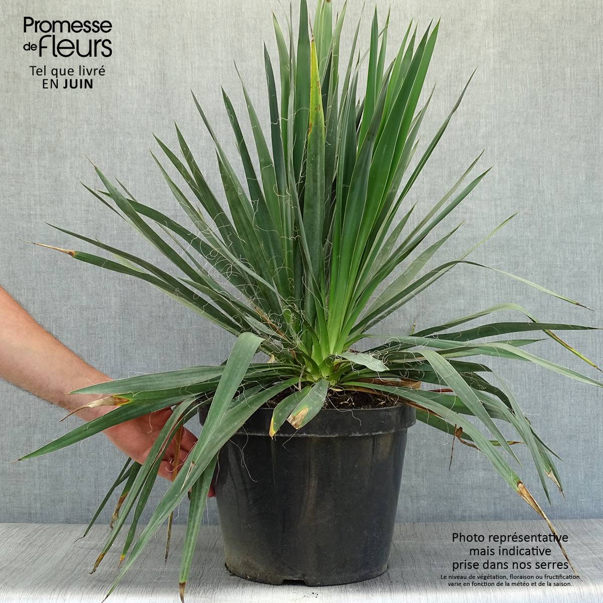 Yucca filamentosa Pot de 6L/7L - Image 2