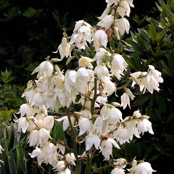 Yucca filamentosa Pot de 6L/7L - Image 1