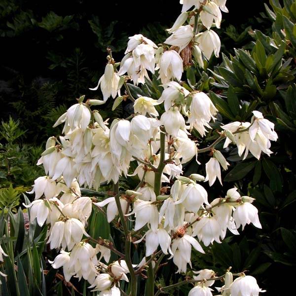 Yucca filamentosa Pot de 6L/7L - Image 1