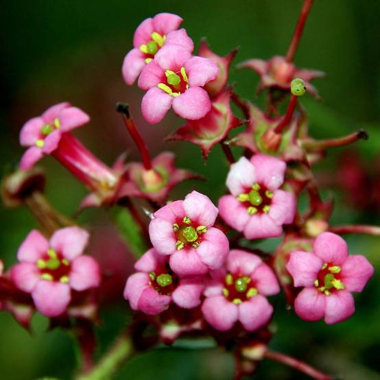 Escallonia rubra macrantha Pot de 3L/4L - Image 1