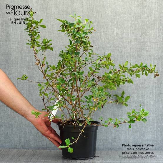 Escallonia rubra macrantha Pot de 3L/4L - Image 2