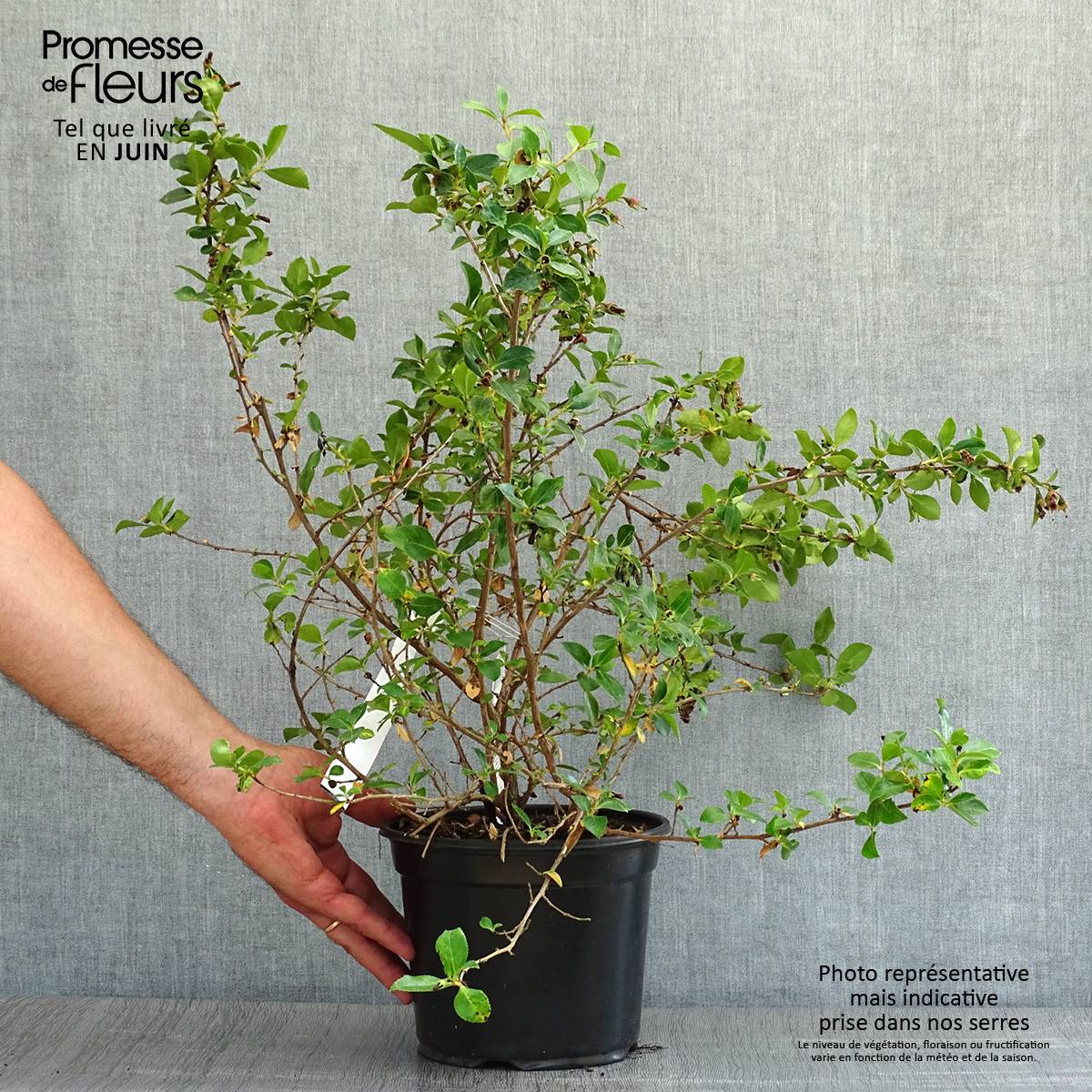 Escallonia rubra macrantha Pot de 3L/4L - Image 2