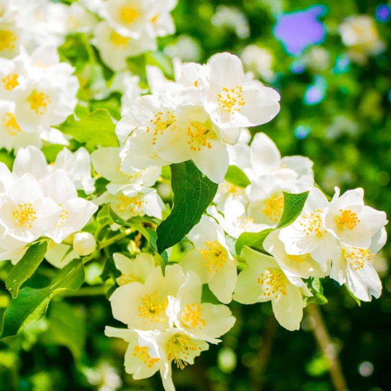 Seringat de Lemoine (Philadelphus 'Lemoinei') - Godet - Taille 20/40cm - Pépinières Naudet