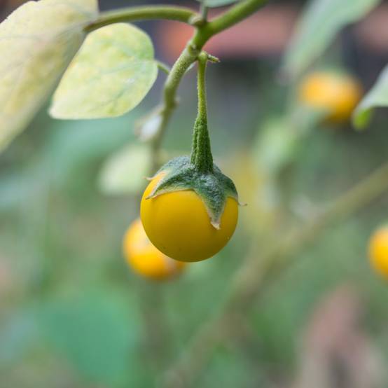 Graines d'Aubergine Thai Yellow Egg - Solanum melongena le sachet de 35 graines environ