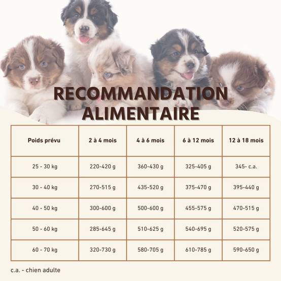 Wildfang - Wildfang Aliments secs juniors avec saumon pour chiots - sans céréales - 2 kg - Image 7