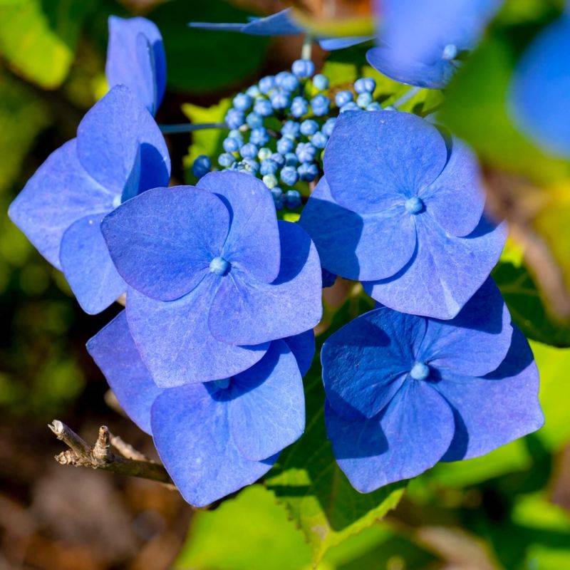 Hortensia Macrophylle 'Blaumeise' (Hydrangea Macrophylla) - Godet - Taille 13/25cm - Pépinières Naudet - Imagen 1