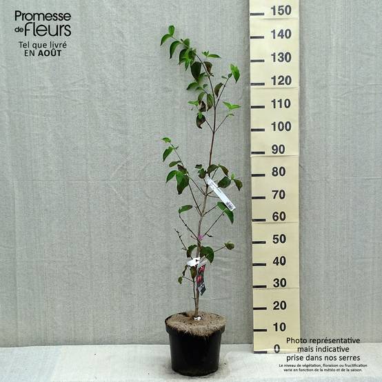Cornus mas Schönbrunner Gourmet Dirndl - Cornouiller mâle Pot de 7,5L/10L - Image 2
