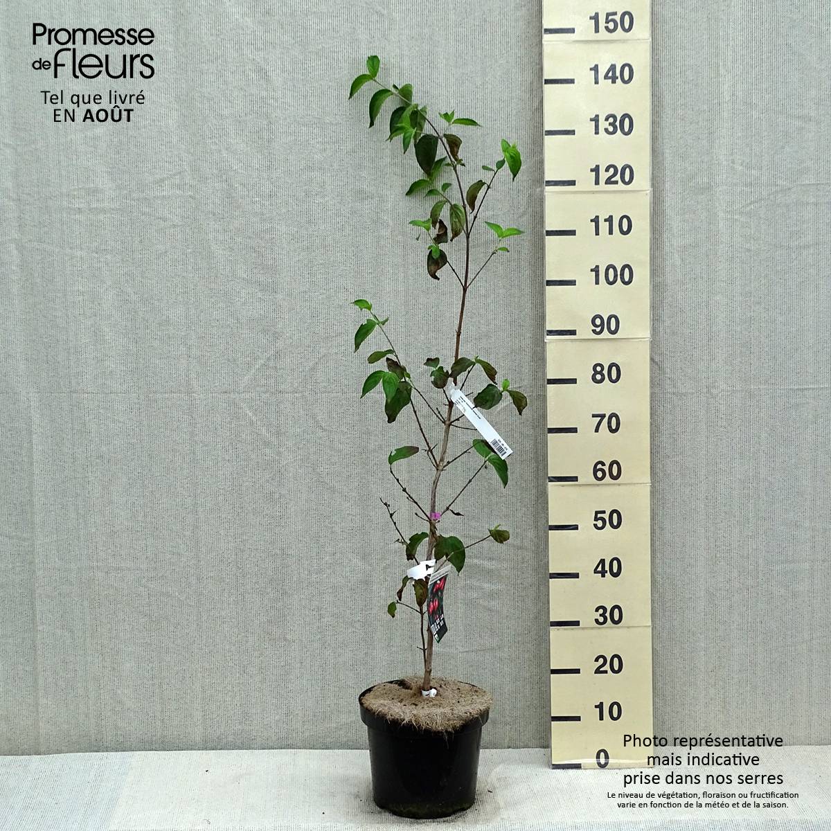 Cornus mas Schönbrunner Gourmet Dirndl - Cornouiller mâle Pot de 7,5L/10L - Image 2
