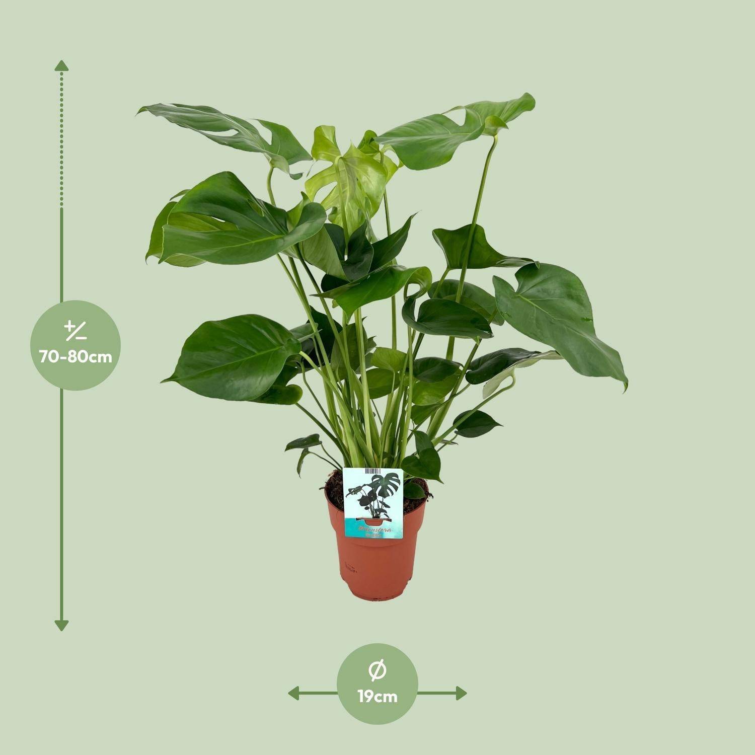 Monstera Deliciosa - D19 H60cm - Image 2
