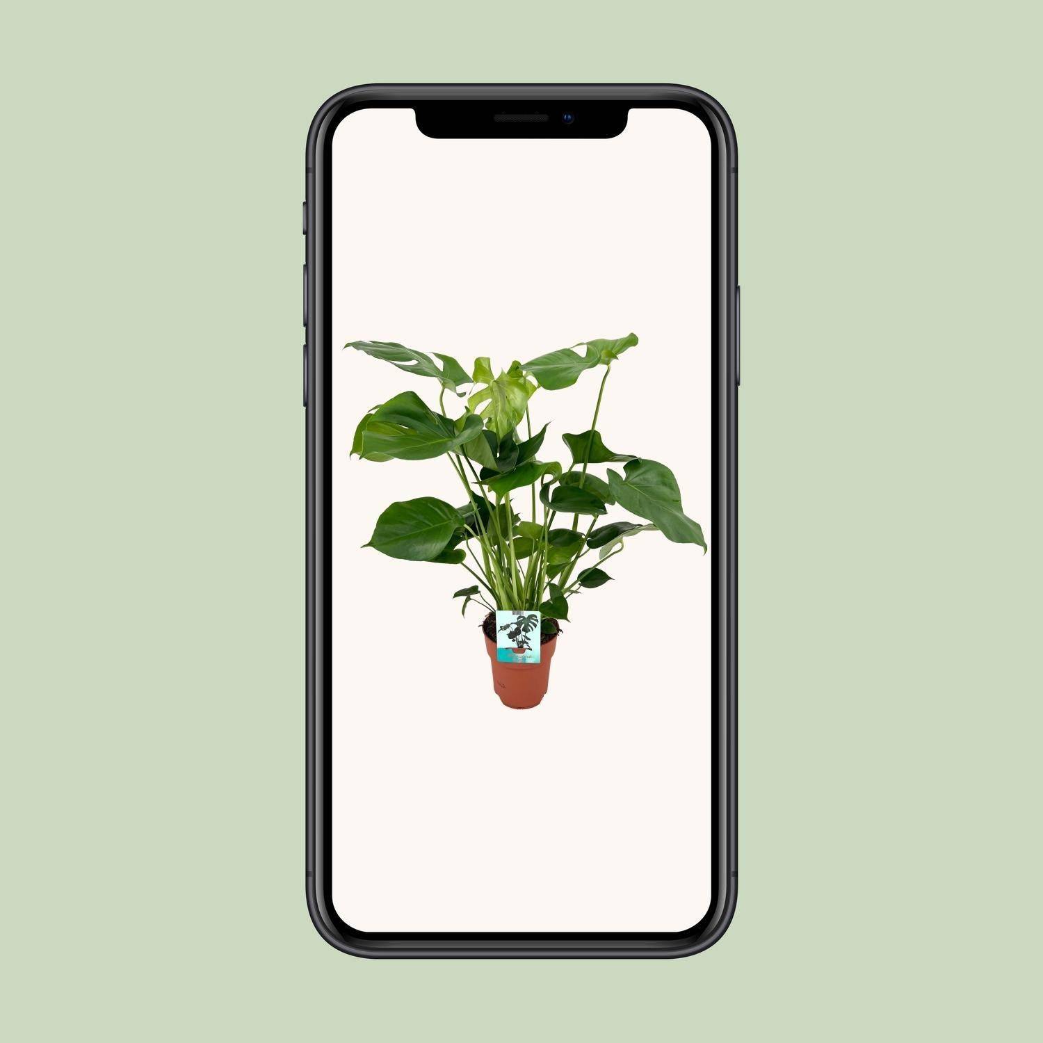 Monstera Deliciosa - D19 H60cm - Image 4