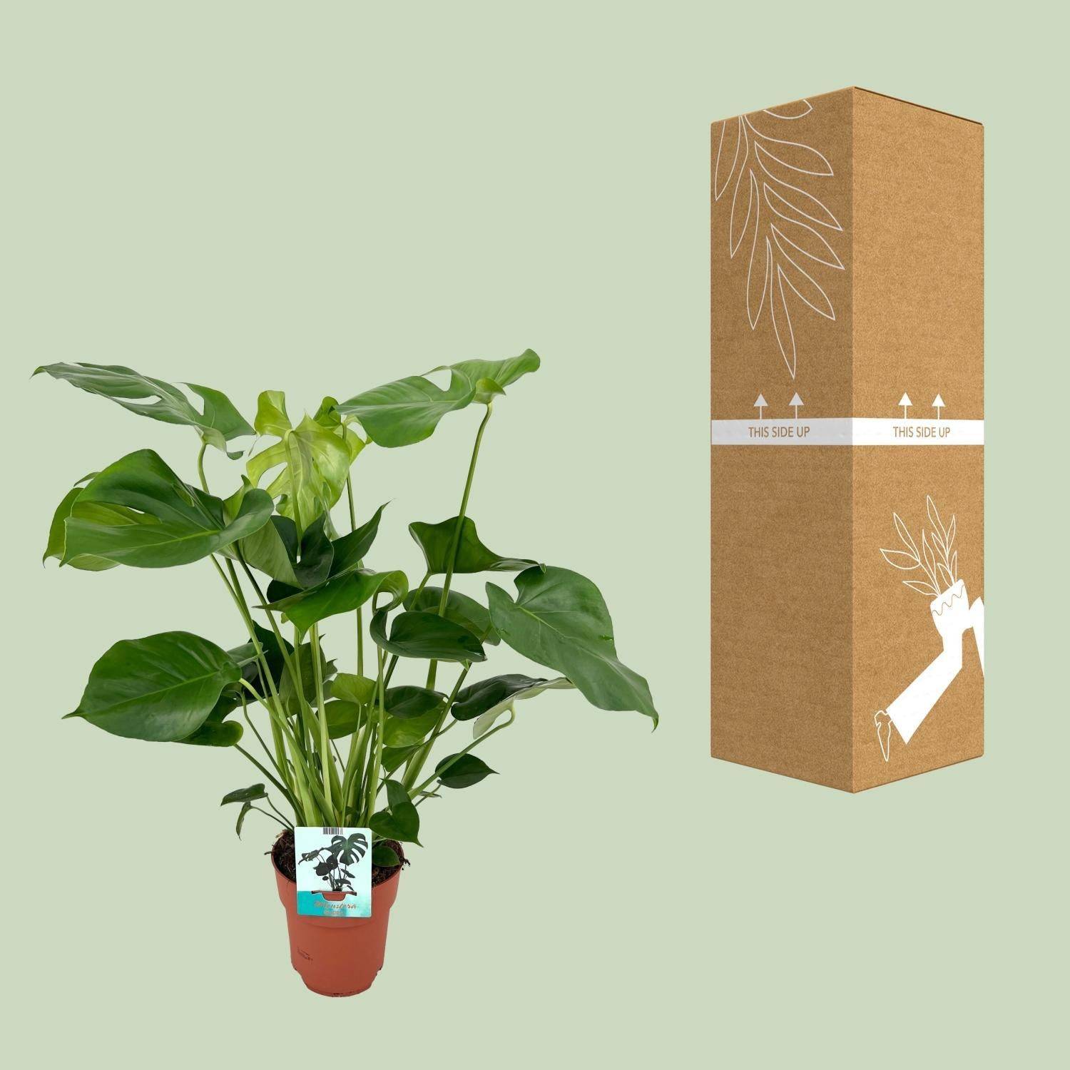 Monstera Deliciosa - D19 H60cm - Image 3