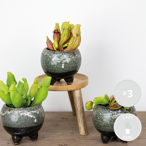 Lot de 3 - Plantes carnivores - Mélange - Plantes d’intérieur - Faciles d’entretien - 5-10 cm - Image 2