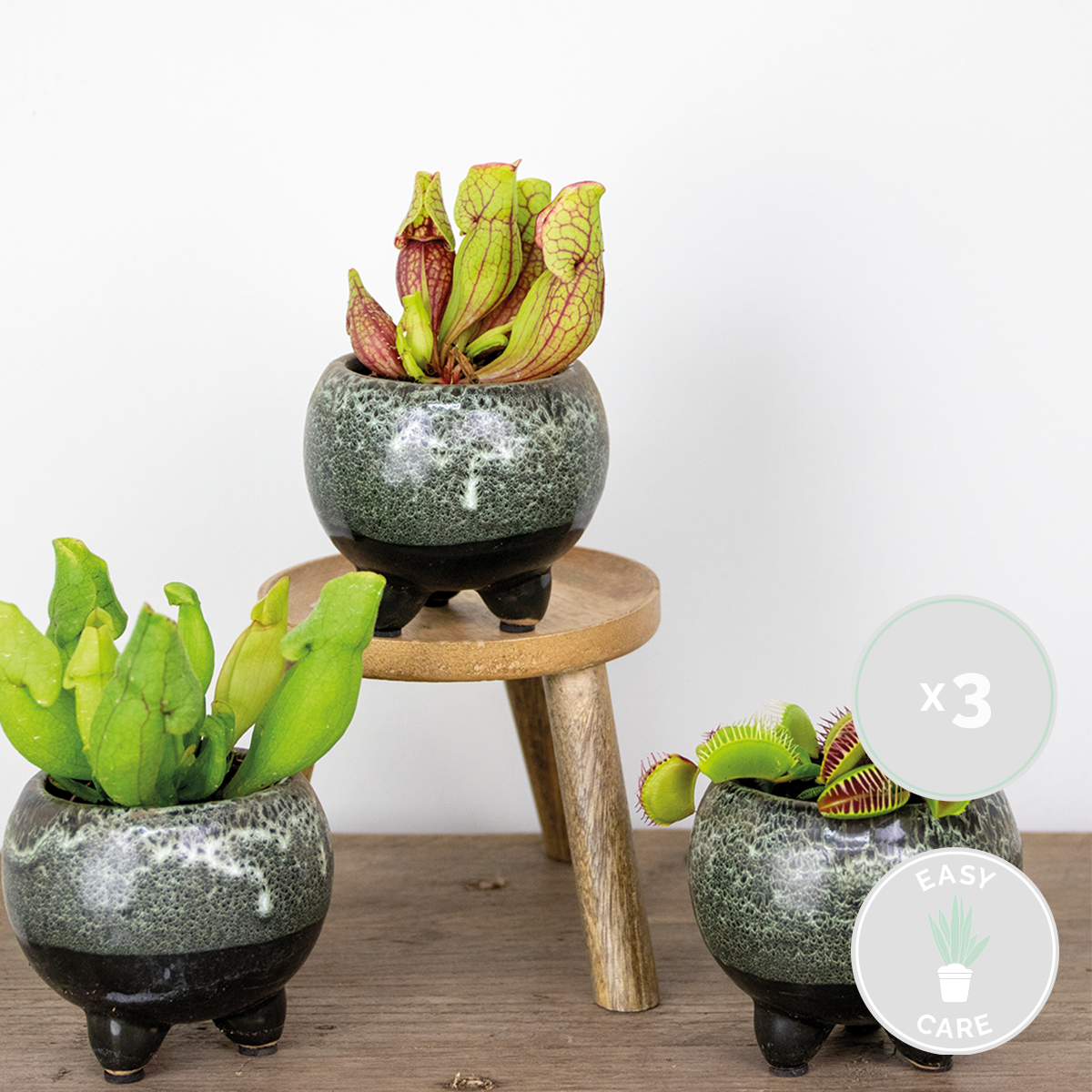Lot de 3 - Plantes carnivores - Mélange - Plantes d’intérieur - Faciles d’entretien - 5-10 cm - Image 2