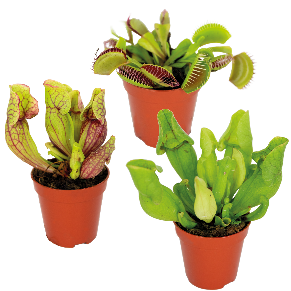 Lot de 3 - Plantes carnivores - Mélange - Plantes d’intérieur - Faciles d’entretien - 5-10 cm - Image 1