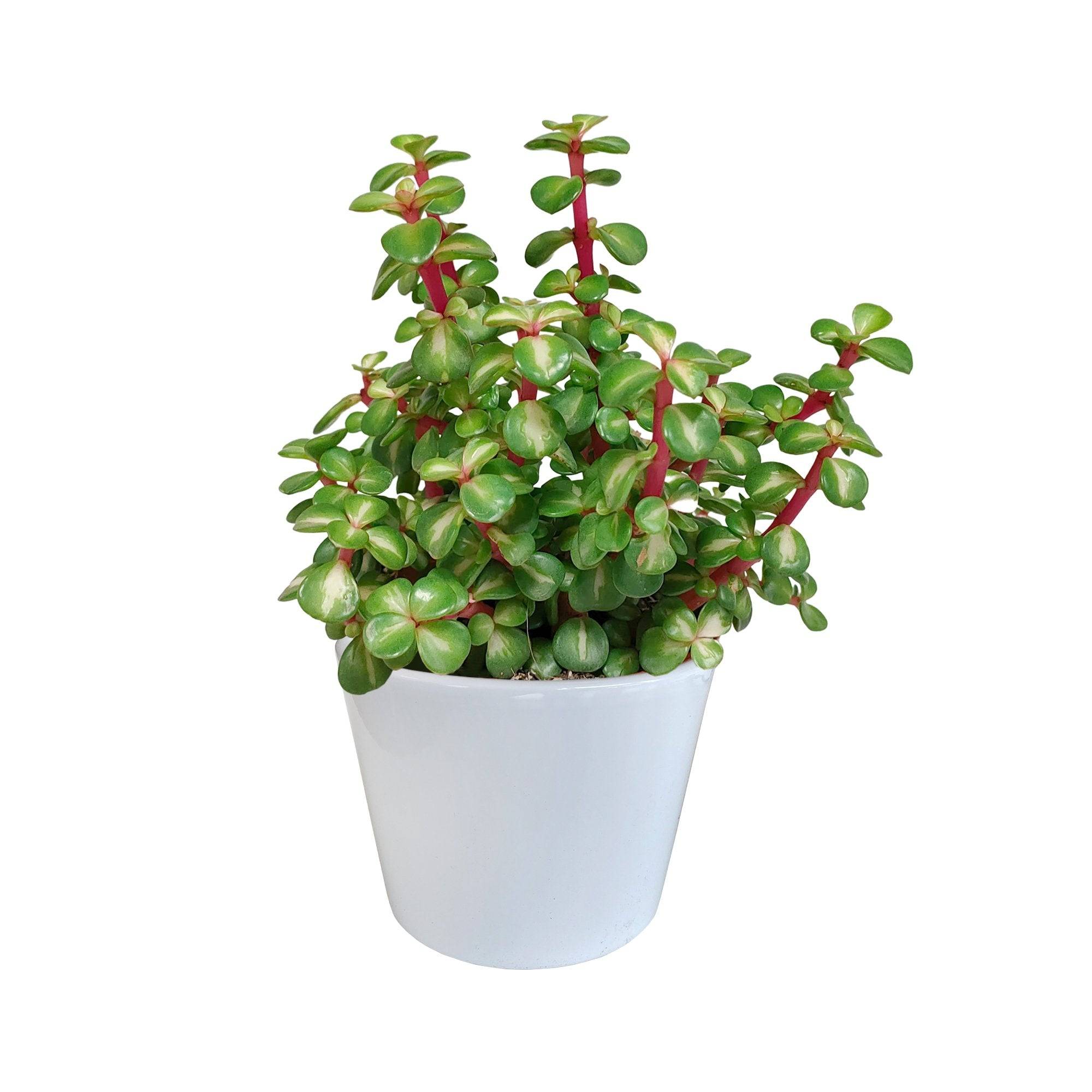 Portulacaria afra Variegata et son cache-pot blanc - h25cm, Ø11cm- La Green Touch