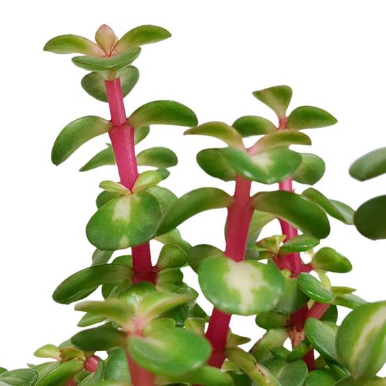 Portulacaria afra Variegata et son cache-pot blanc - h25cm, Ø11cm- La Green Touch - Image 4