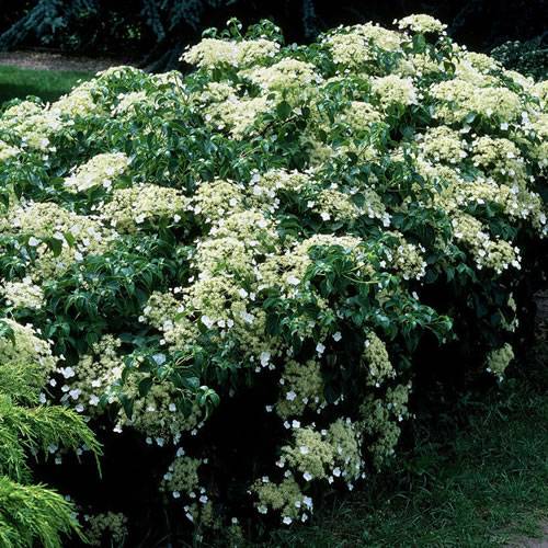 Gardenersdream - Hortensia 'Petioralis' arbuste grimpant à feuilles caduques plante rustique en pot - GardenersDream - Imagen 2