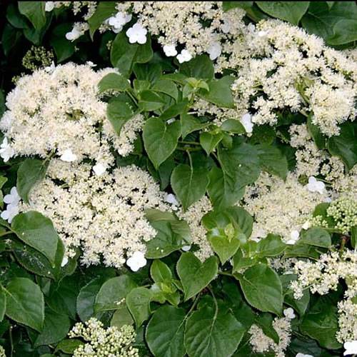 Gardenersdream - Hortensia 'Petioralis' arbuste grimpant à feuilles caduques plante rustique en pot - GardenersDream - Imagen 1