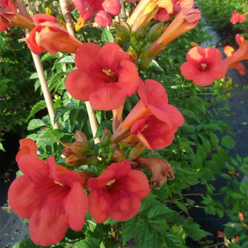 Promesse de Fleurs - Bignone - Campsis tagliabuana Madame Galen Pot de 1L/1,5L