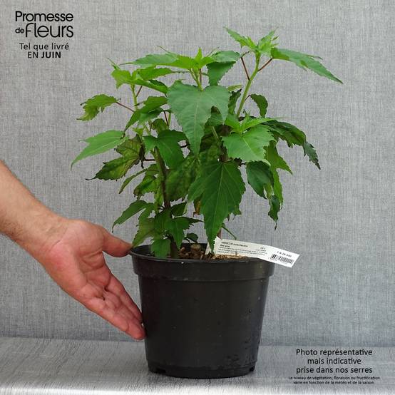 Hibiscus moscheutos Red Wine - Hibiscus des marais Pot de 4L/5L - Image 2