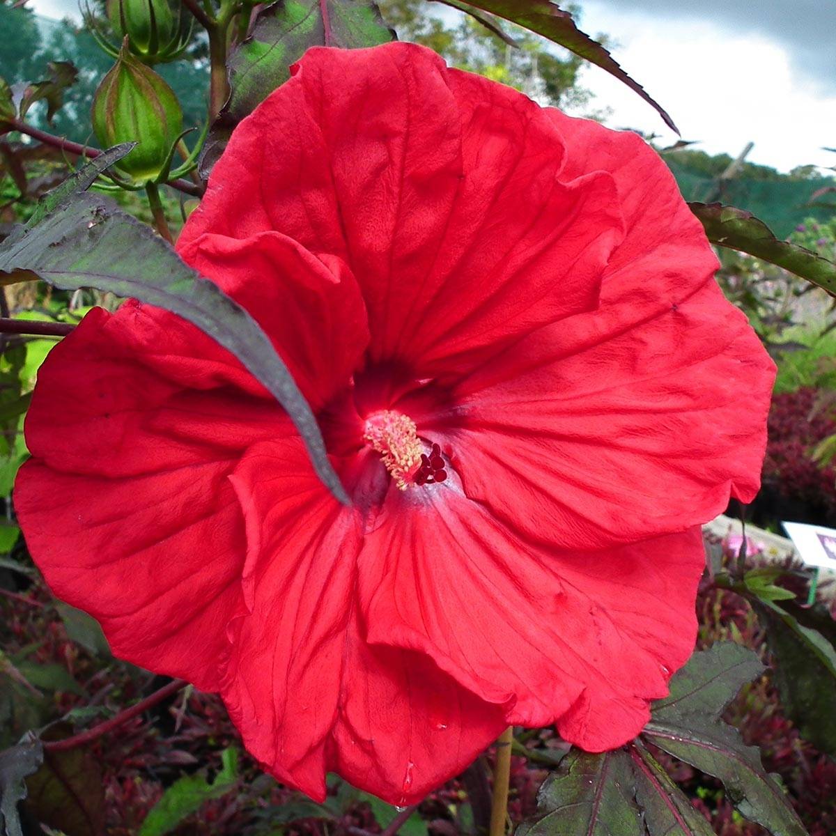 Hibiscus moscheutos Red Wine - Hibiscus des marais Pot de 4L/5L - Image 1