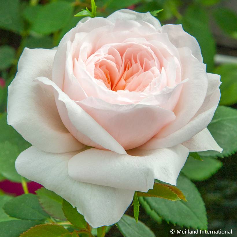 Promesse de Fleurs - Rosier grimpant Sabrina Pot de 4L/5L