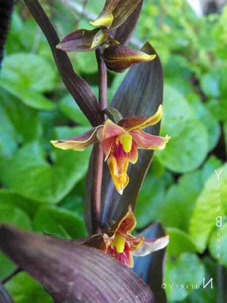 Epipactis 