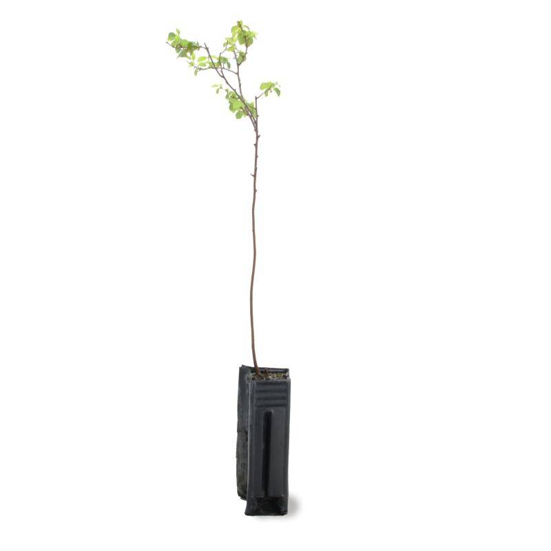 Spirée de Van Houtte (Spiraea x vanHouttei) - Godet - Taille 13/25cm - Pépinières Naudet - Imagen 2