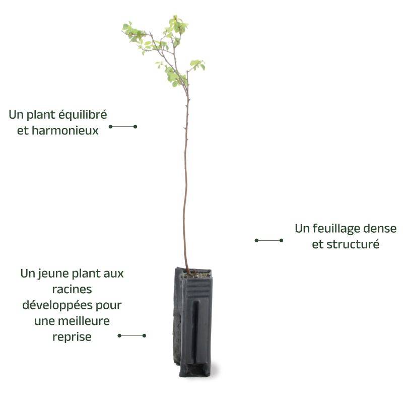 Spirée de Van Houtte (Spiraea x vanHouttei) - Godet - Taille 13/25cm - Pépinières Naudet - Imagen 3