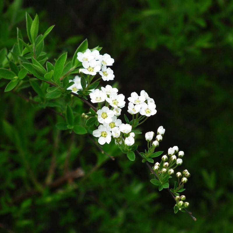 Spirée de Van Houtte (Spiraea x vanHouttei) - Godet - Taille 13/25cm - Pépinières Naudet - Imagen 1