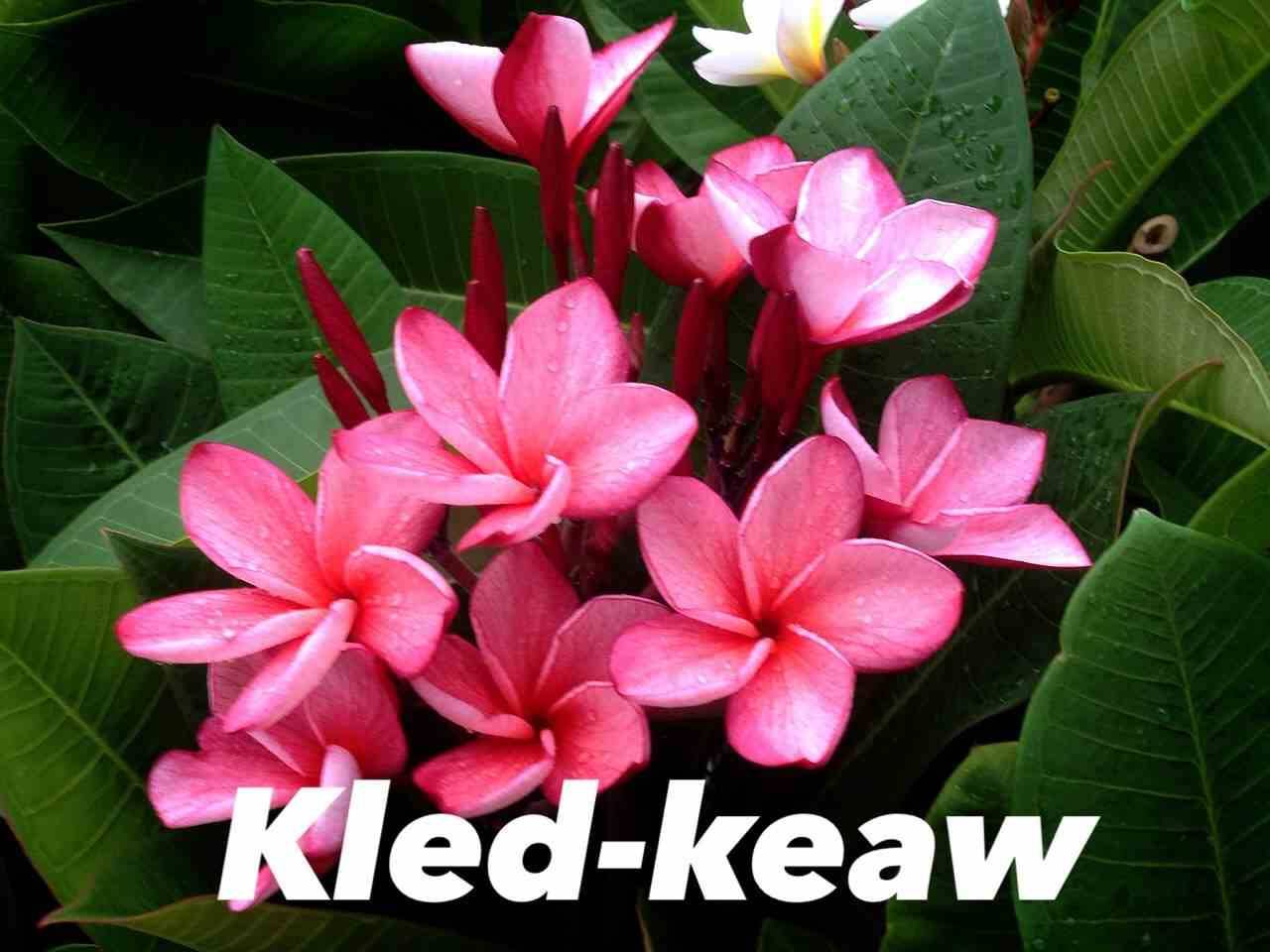 Sans Marque - Plumeria rubra "Kled Keaw" (frangipanier) Couleur floraison:Rose - Taille:Pot de 2 litres ? 20/30 cm