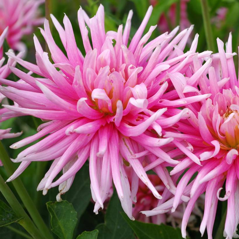 Dahlia cactus Hollyhill Cotton Candy Bulbe calibre I