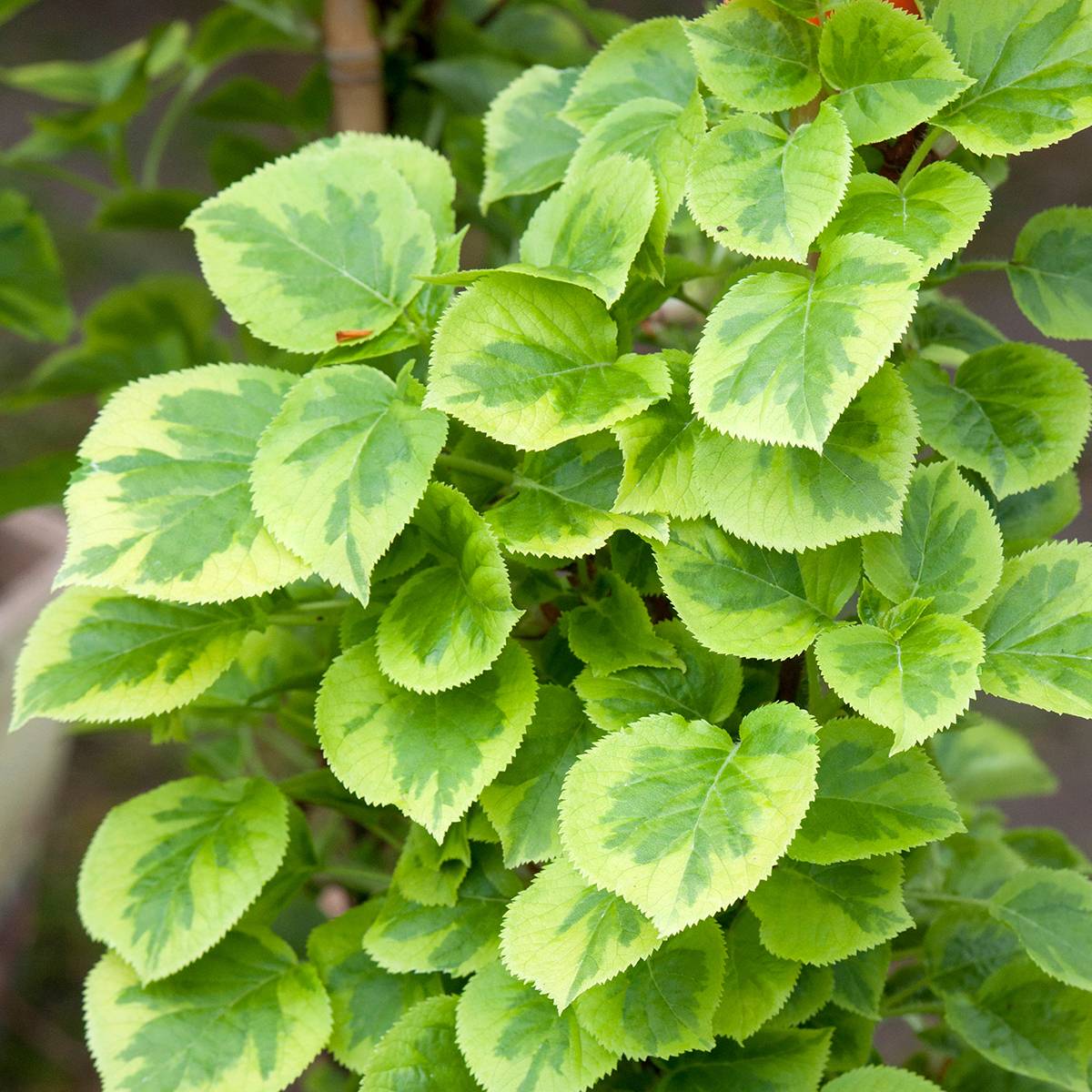 Hortensia grimpant - Hydrangea petiolaris Miranda Pot de 2L/3L