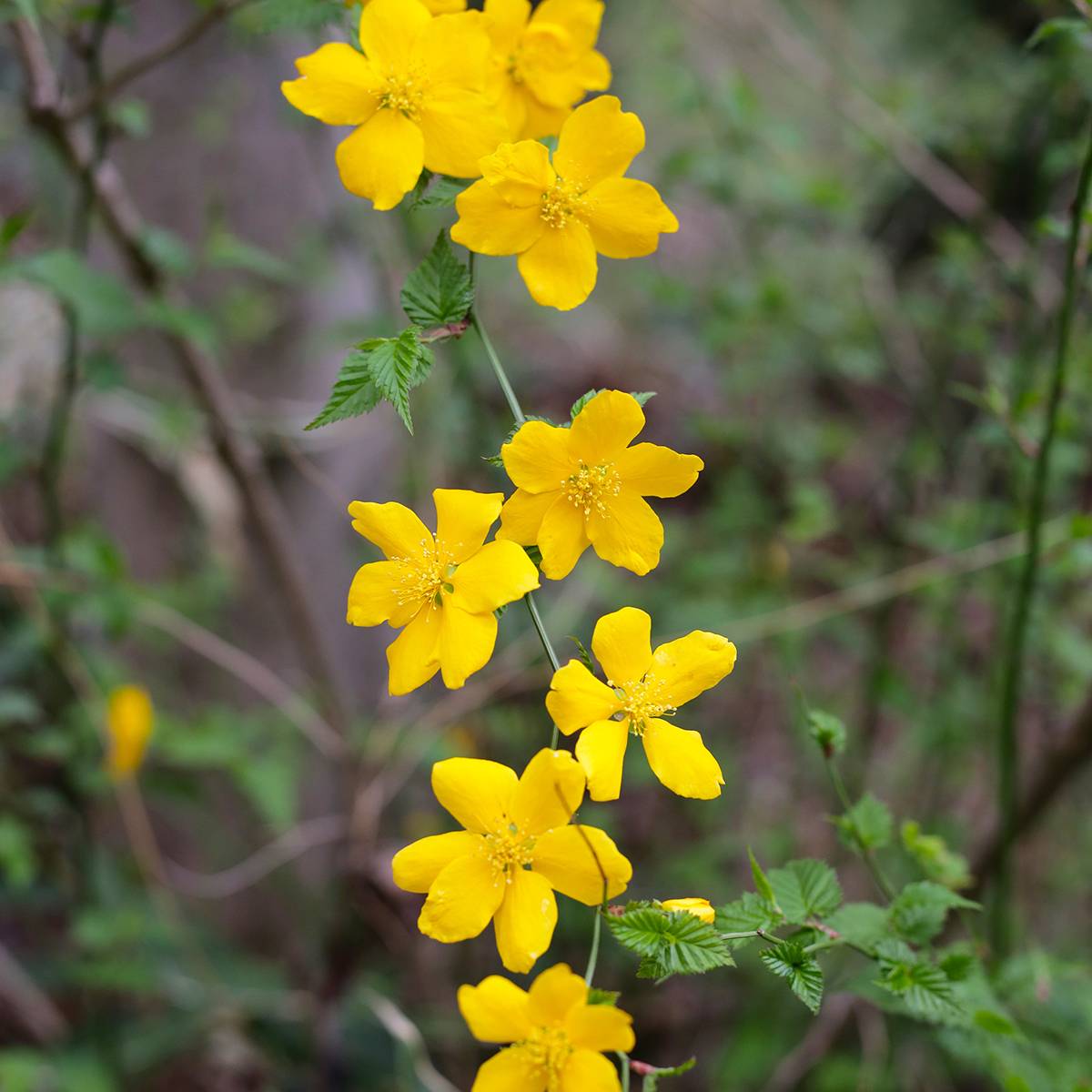 Promesse de Fleurs - Kerria japonica - Corète du Japon Godet de 8/9 cm