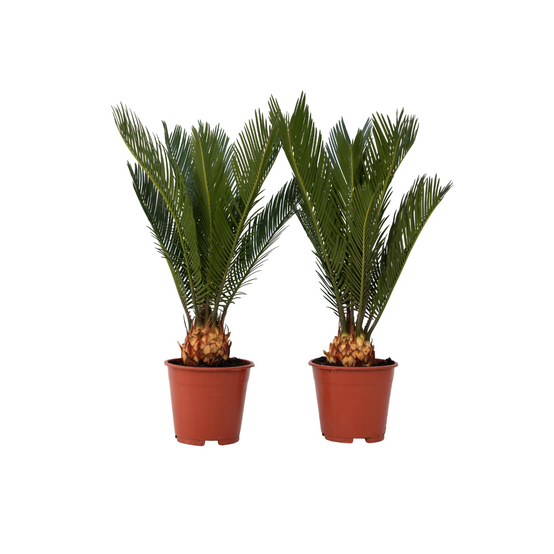 Plant In A Box - Sagou du Japon - Set de 2 - Cycas revoluta - Hauteur 45-60cm - ⌀15cm - Image 1